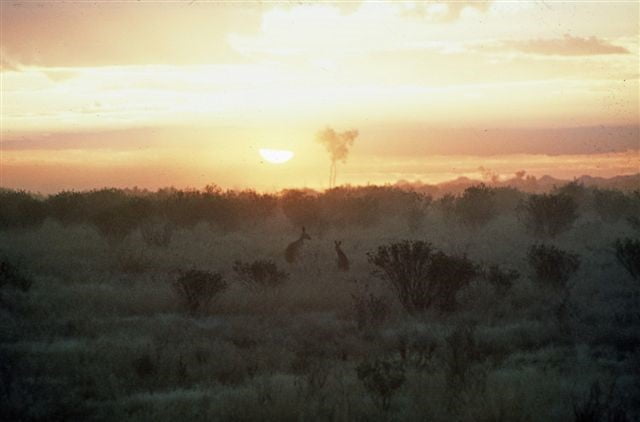 Kangaroos in the dust