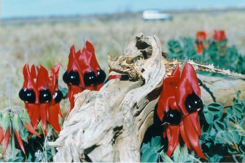 Stuart Desert Pea