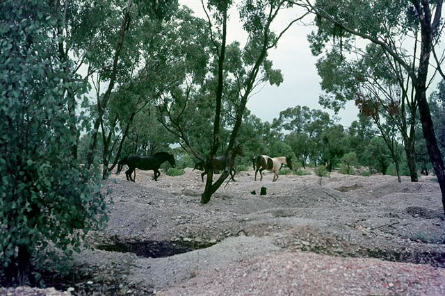 Wild horses at Grawin Opal field